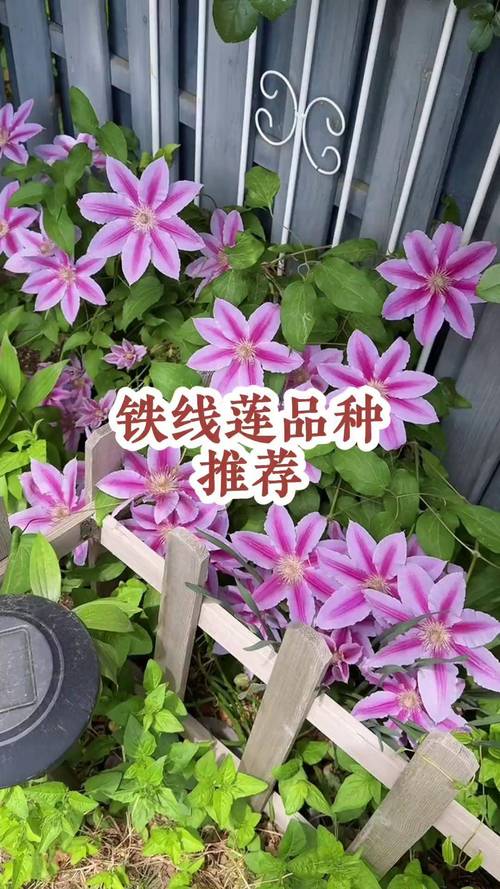 铁线莲哪个品种开花量最多？-图3