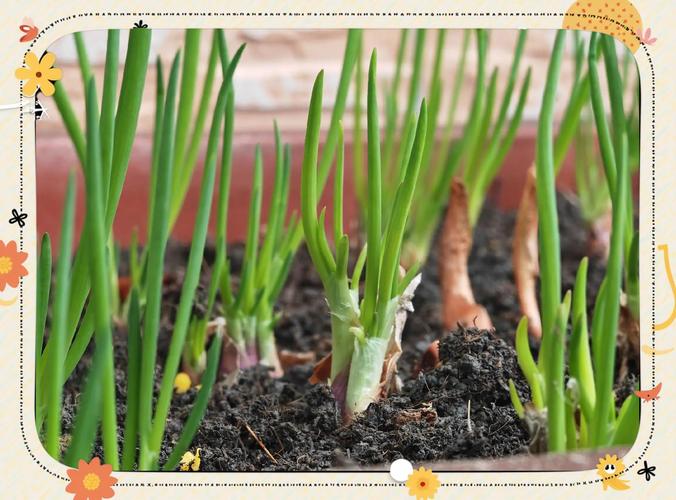 春播大葱怎么种？技术要点有哪些？-图1