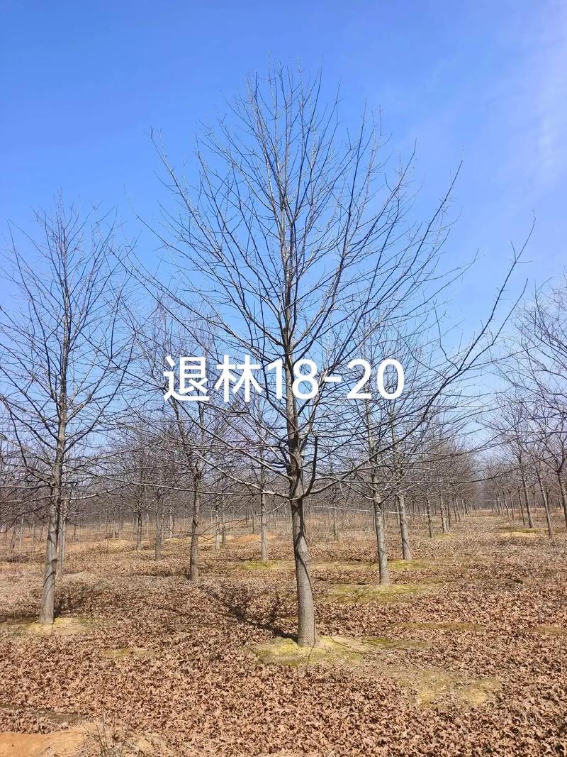 林地能随意更换品种吗？-图2