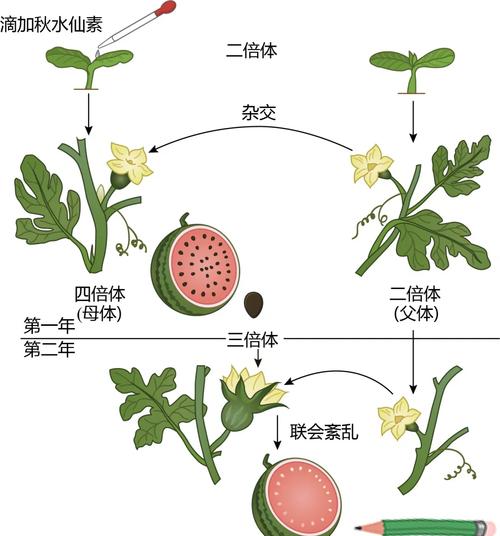 西瓜栽培管理有哪些关键技术要点？-图2