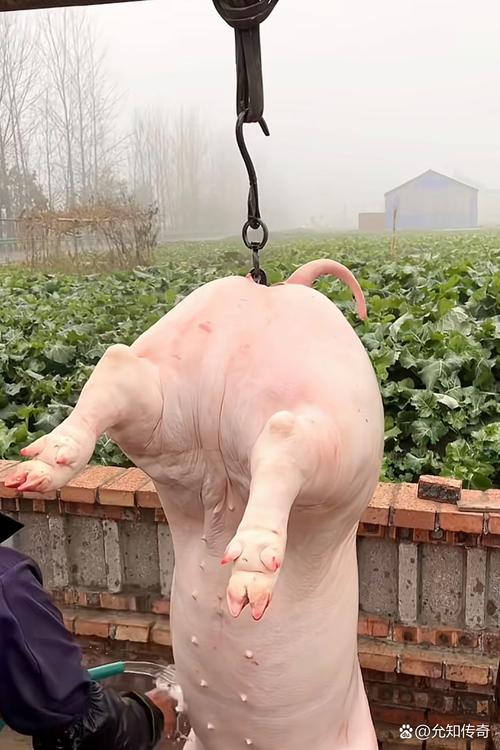 湖北孝感毛猪最新价多少？-图2