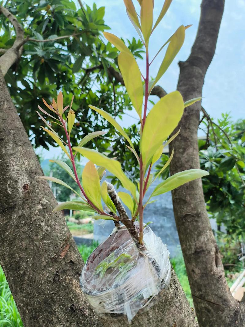 杨梅嫁接直播，关键技术要点有哪些？-图2