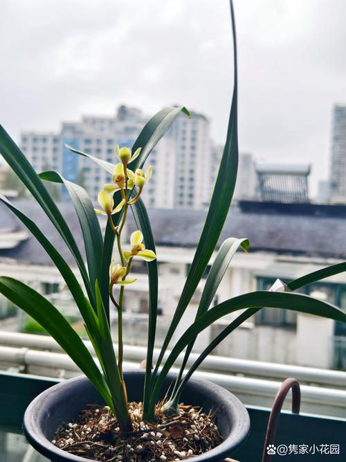 哪些兰花品种喜水好养？-图2