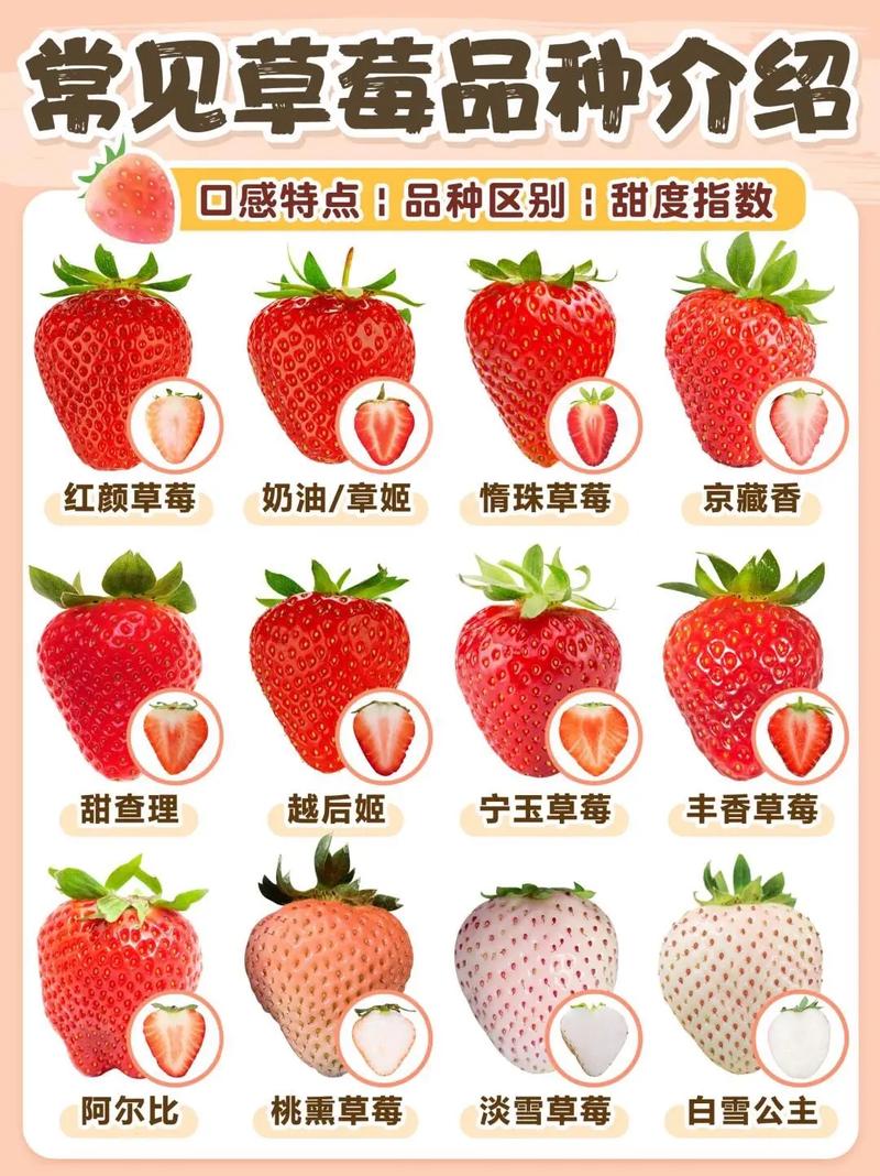 哪种草莓品种好种？附图片对比。-图1