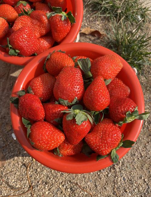 哪种草莓品种好种？附图片对比。-图3