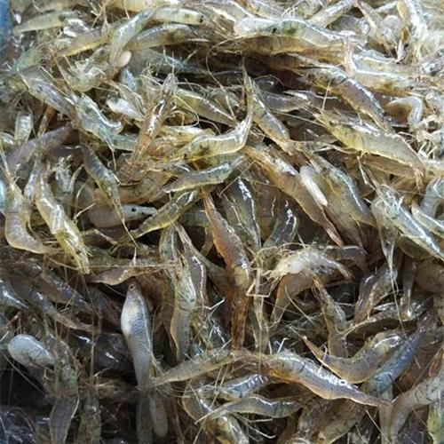 南京草虾行情如何？价格最新走势怎样？-图1