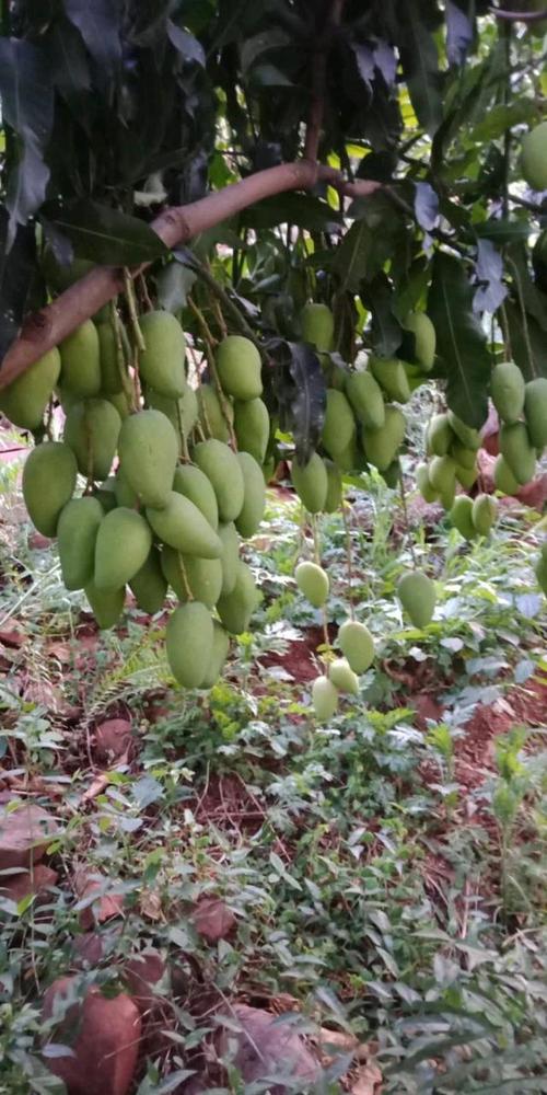 芒果栽培管理技术视频，有哪些关键要点？-图3