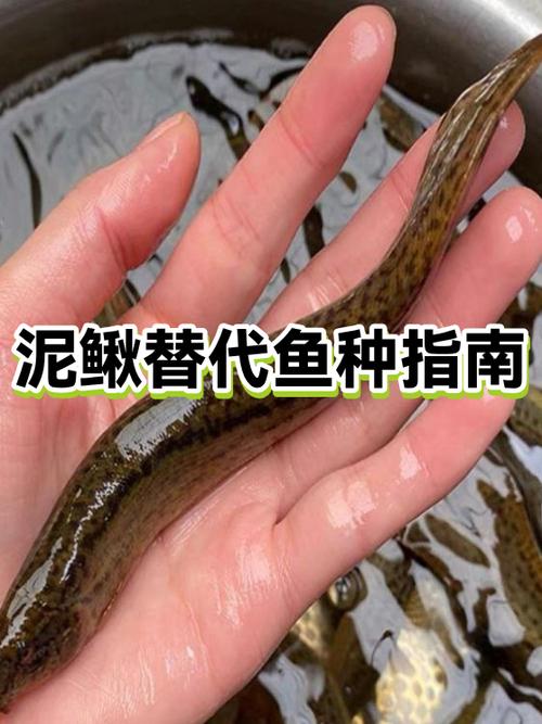 莲藕泥鳅混养，如何实现双赢？-图3