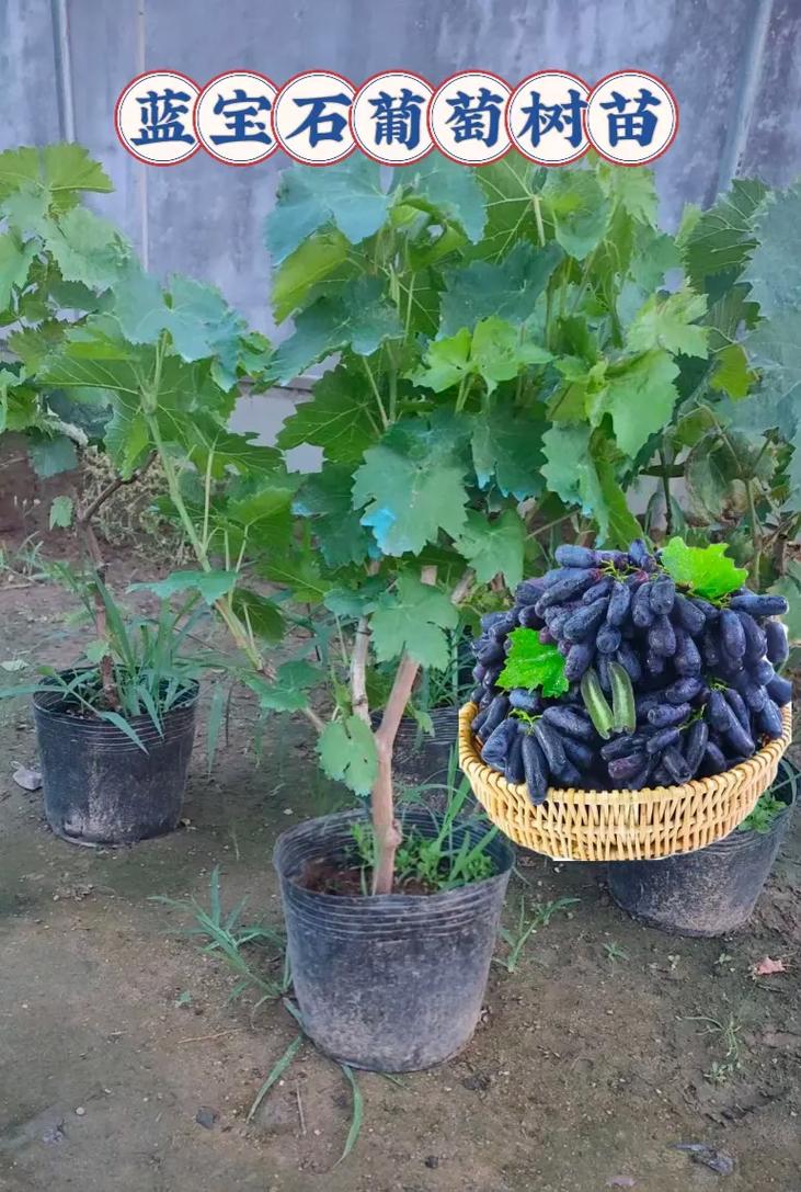 盆栽葡萄选什么品种好？-图1