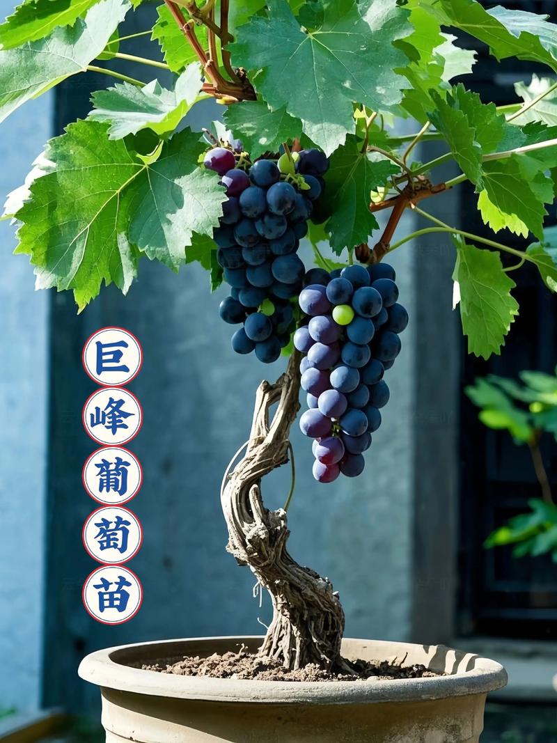 盆栽葡萄选什么品种好？-图3