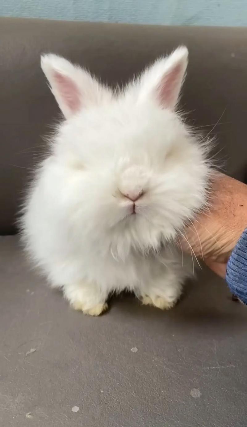 白色兔子具体是什么品种？-图2