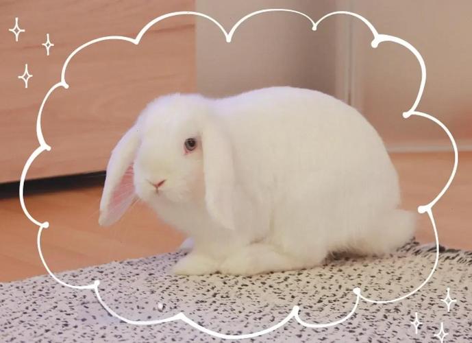 白色兔子具体是什么品种？-图1