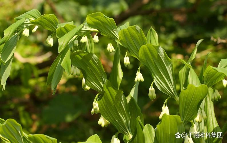 猫眼玉竹养殖技术要点有哪些？-图2