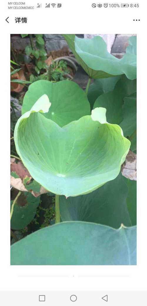 猫眼玉竹养殖技术要点有哪些？-图3