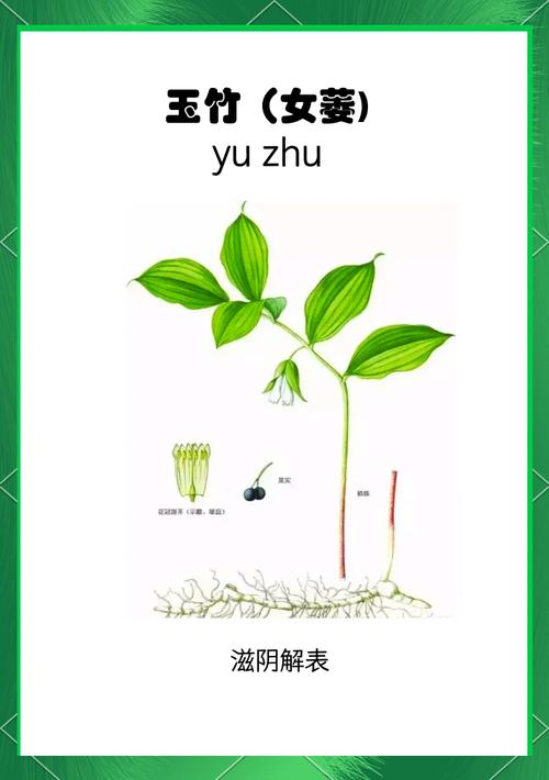 猫眼玉竹养殖技术要点有哪些？-图1