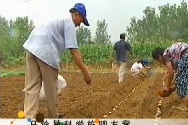 土豆高产施肥技术要点有哪些？-图3