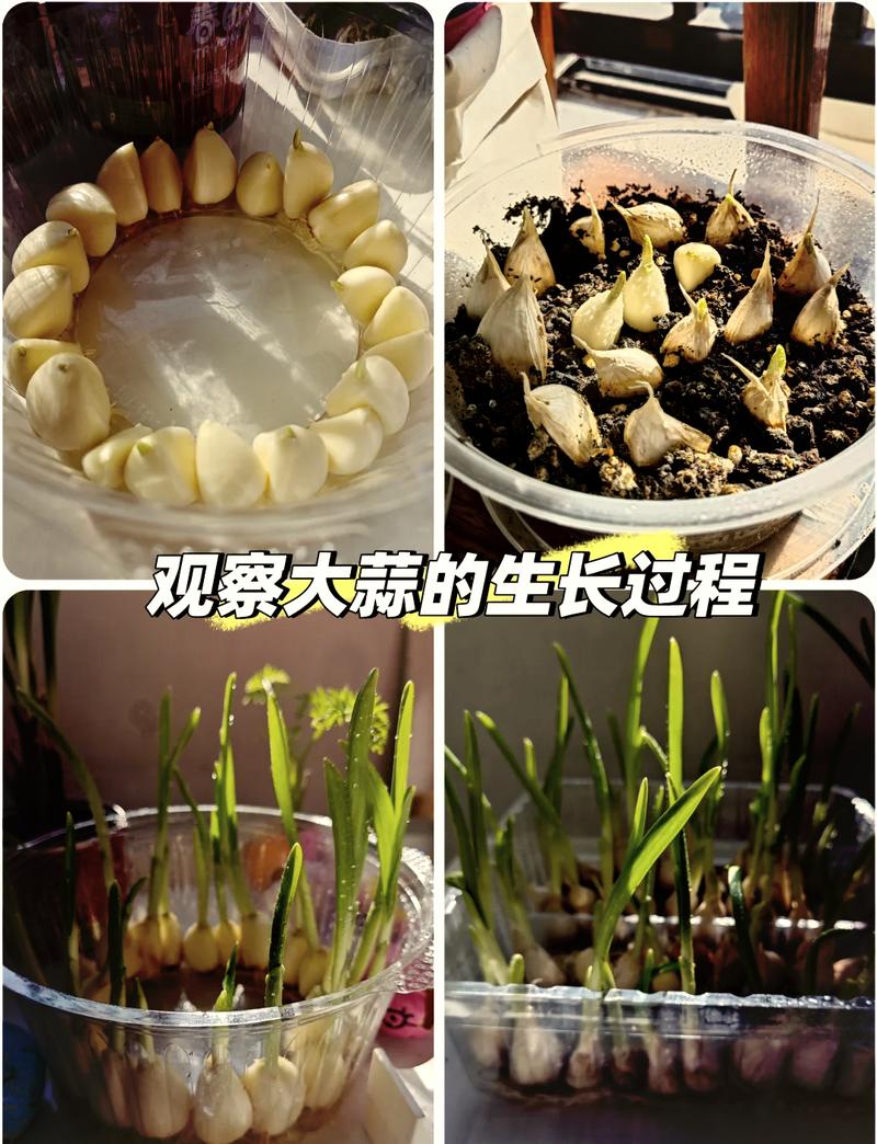 春季大蒜怎么种？视频教你关键技术！-图2