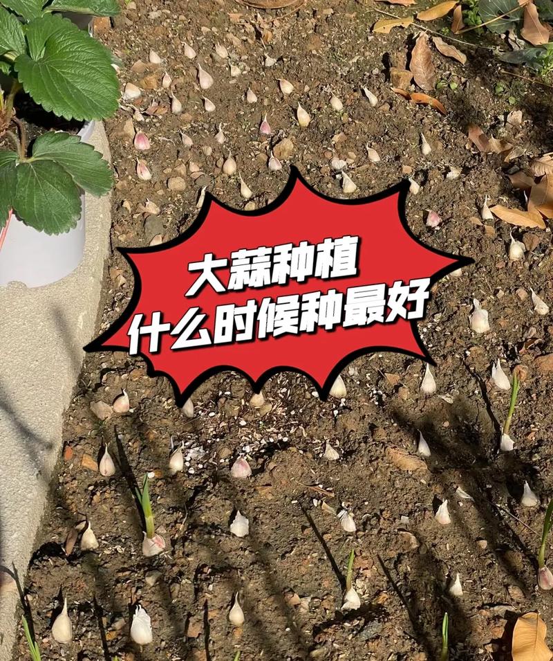 春季大蒜怎么种？视频教你关键技术！-图1