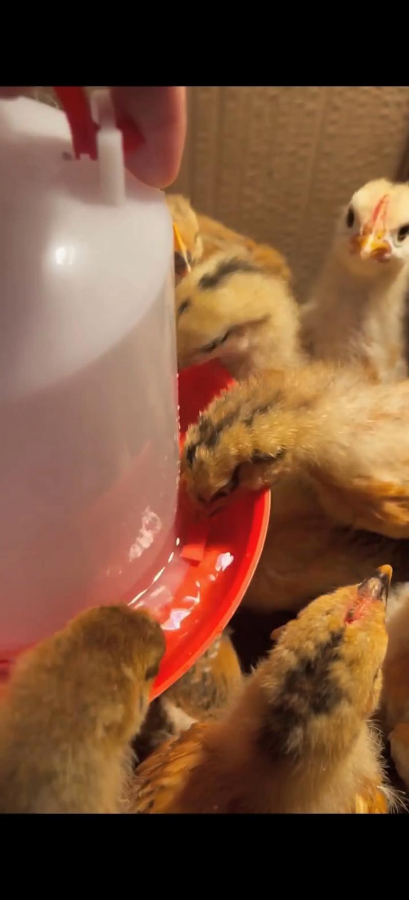 养殖小鸡视频，技术要点有哪些？-图1