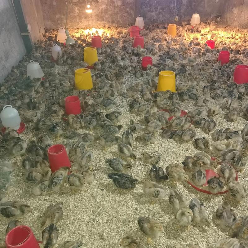 养殖小鸡视频，技术要点有哪些？-图2