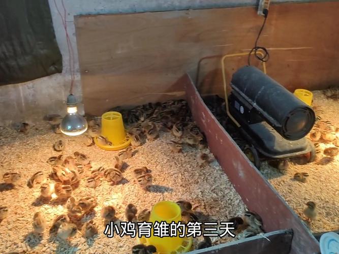 养殖小鸡视频，技术要点有哪些？-图3