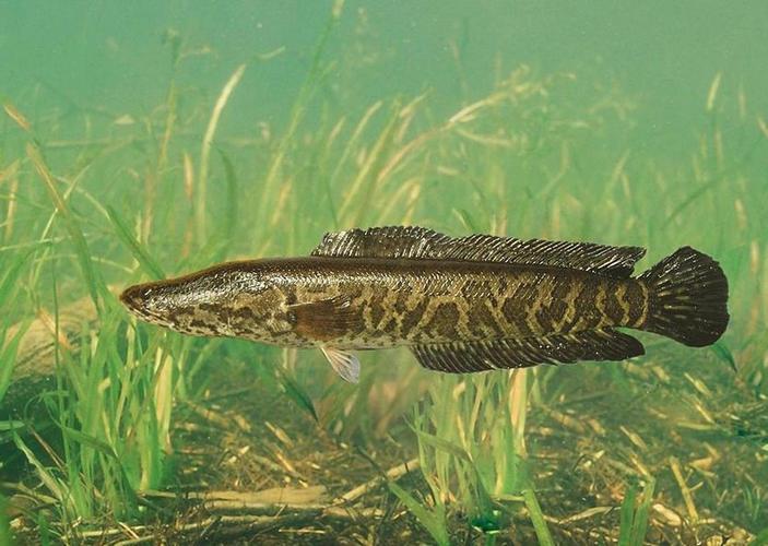 黑鱼养殖技术视频，新手怎么学？-图3