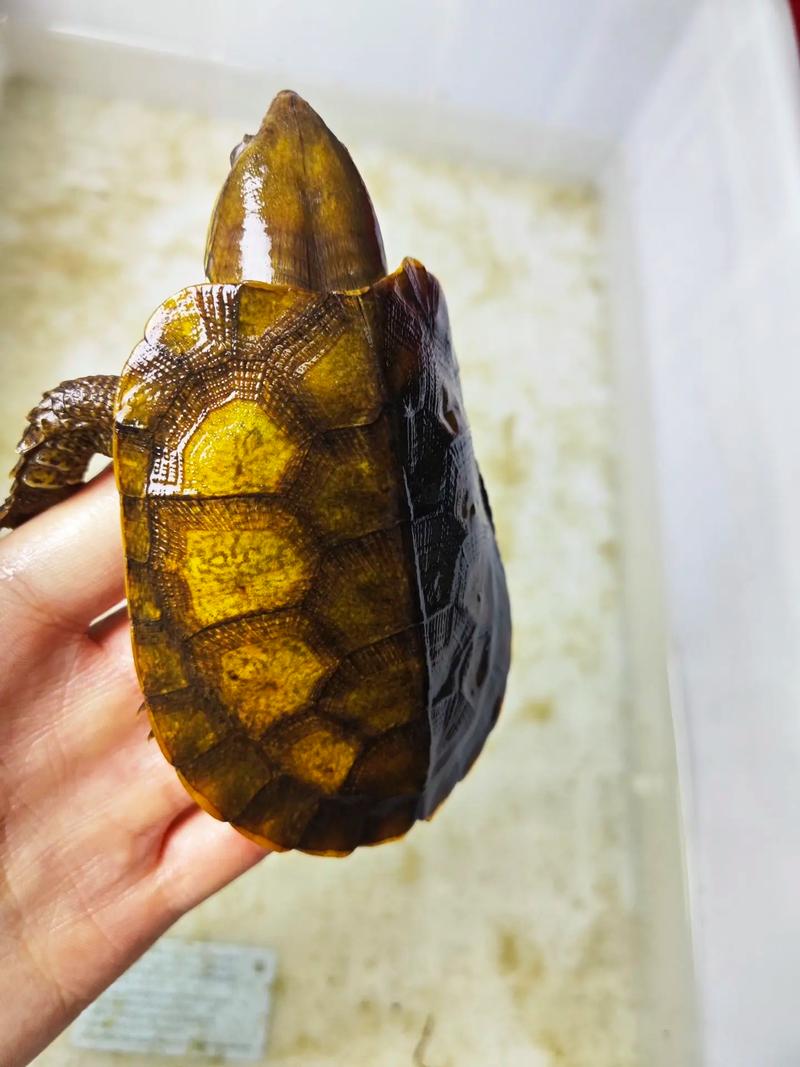 鹰嘴龟品种大全图片-图2