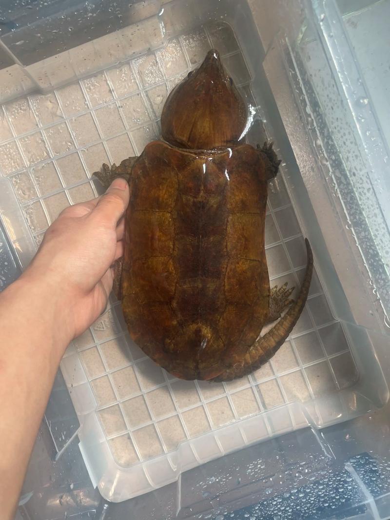 鹰嘴龟品种大全图片-图1