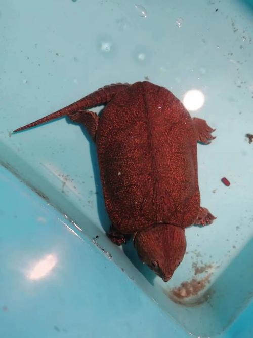 鹰嘴龟品种大全图片-图3