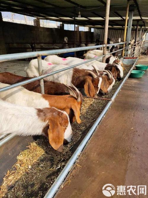 山东波尔山羊价格现在多少钱一斤？-图1