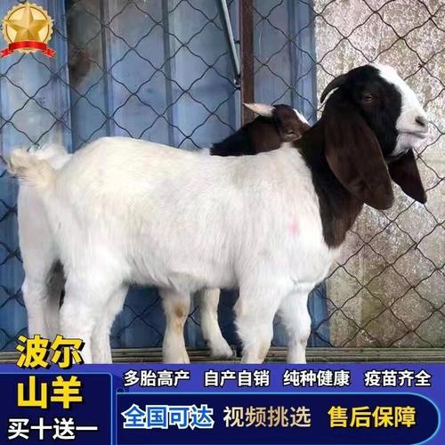 山东波尔山羊价格现在多少钱一斤？-图2