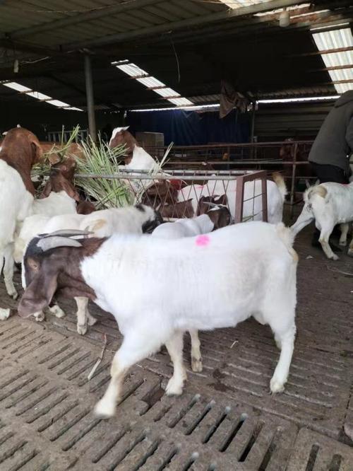 山东波尔山羊价格现在多少钱一斤？-图3