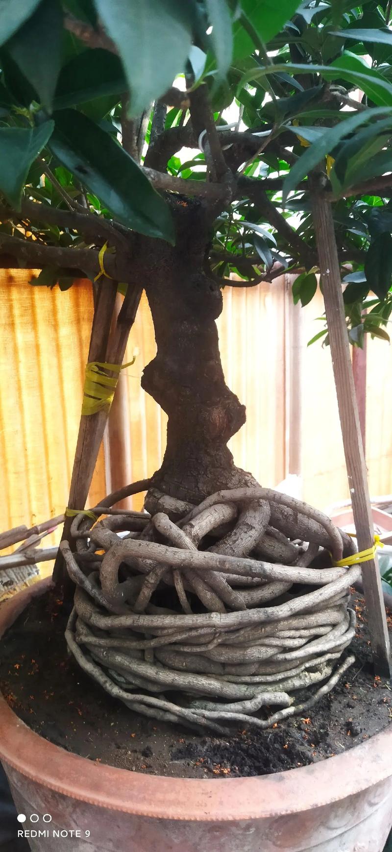 桂花矮的品种有哪些？-图1