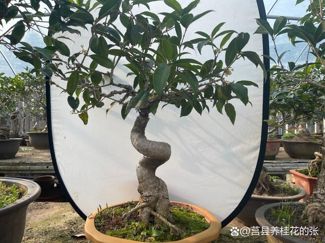 桂花矮的品种有哪些？-图2