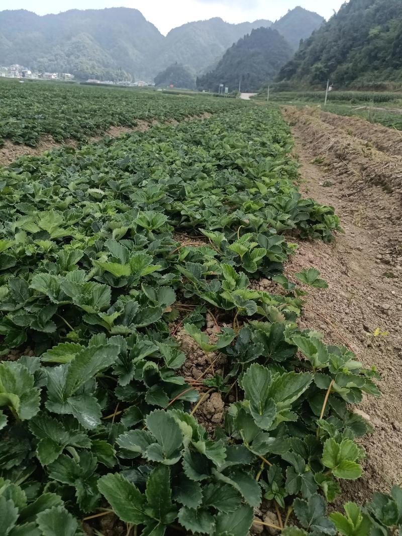 露地草莓怎么种？视频教你关键技术！-图1