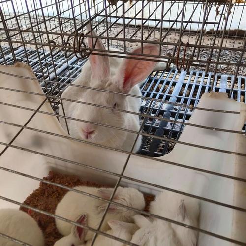 肉兔什么品种抗病强-图3