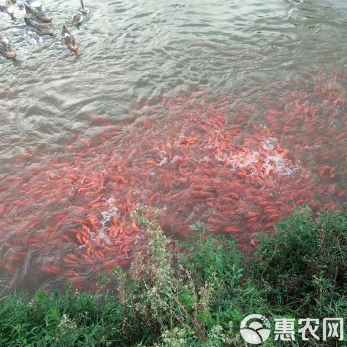农村鲤鱼养殖技术视频，如何高效养殖？-图2