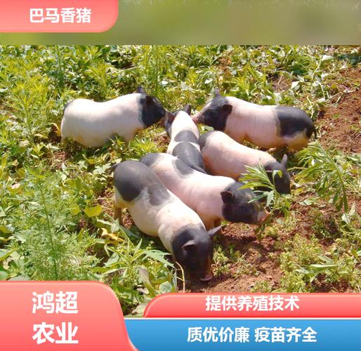 杂交巴马香猪品种有何独特之处？-图2