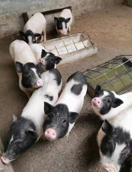 杂交巴马香猪品种有何独特之处？-图3