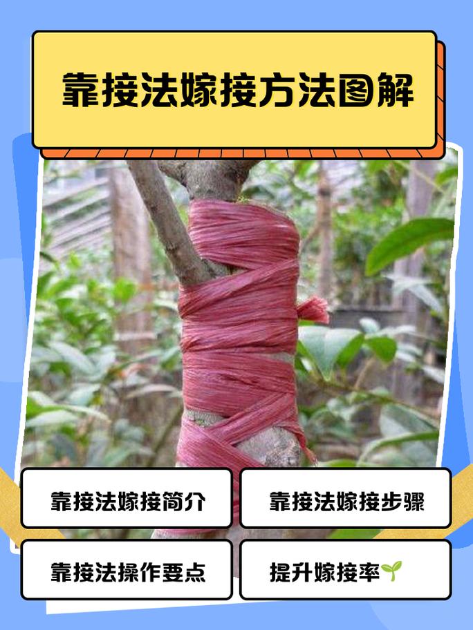 树状月季嫁接视频怎么学？-图2