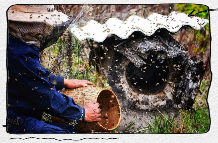 蜜蜂诱捕技术怎么学？视频教学教你轻松掌握。-图3