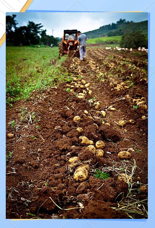 土豆高产技术视频，如何轻松实现高产？-图3