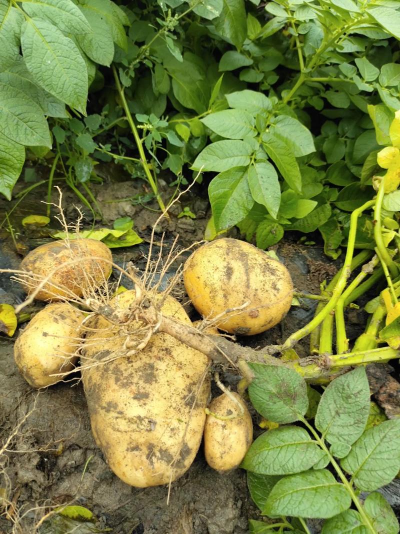 土豆高产技术视频，如何轻松实现高产？-图2