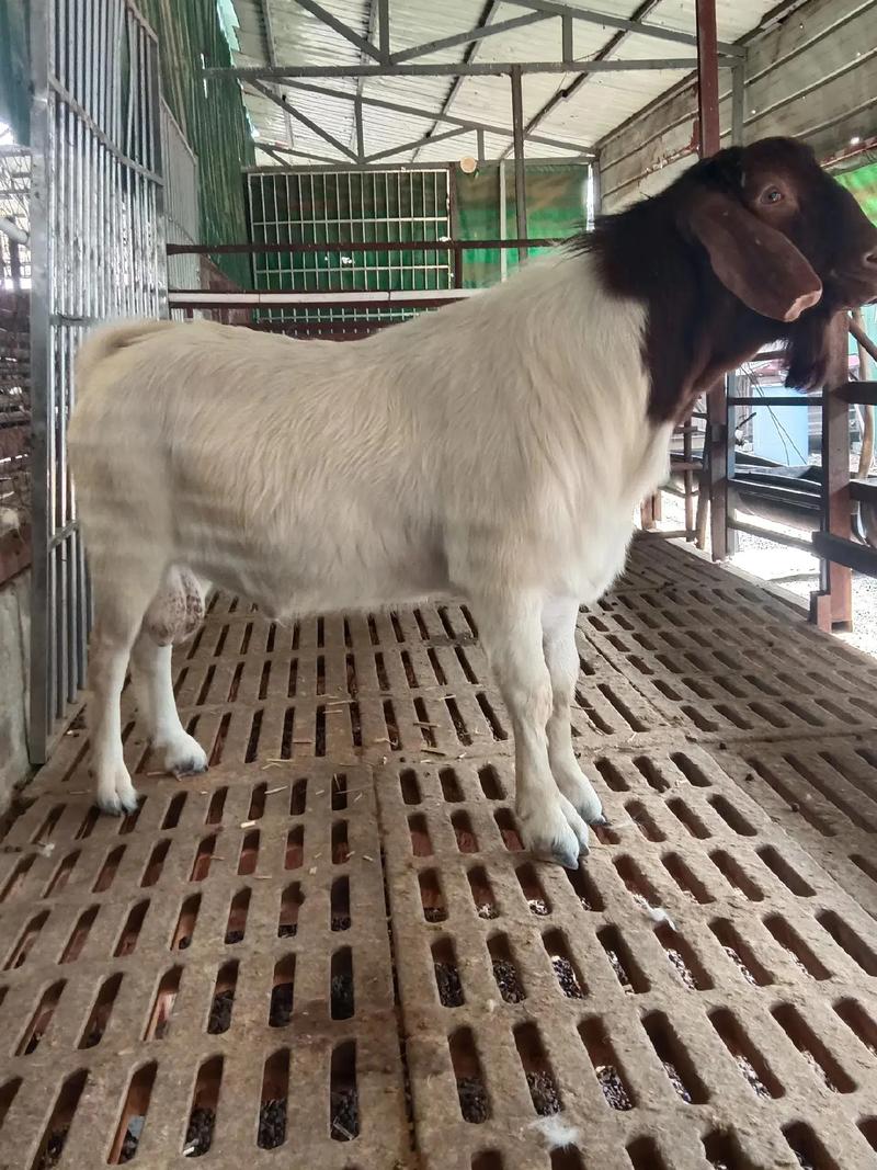 南方养羊选啥品种合适？-图1