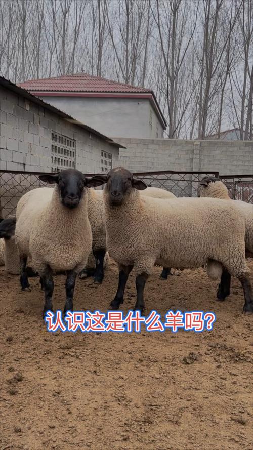 南方养羊选啥品种合适？-图2