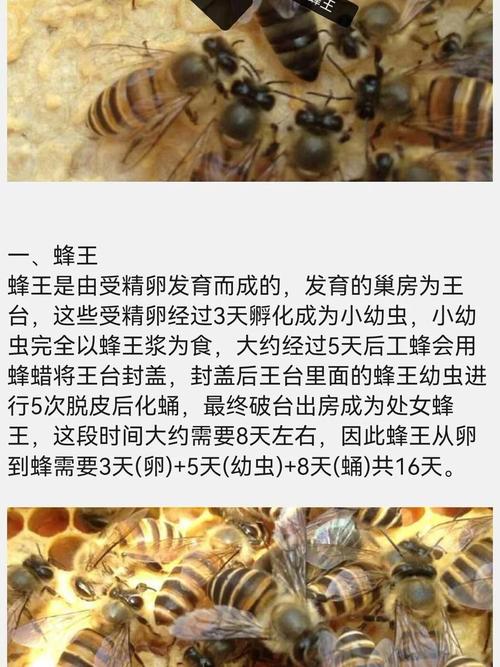 中华蜜蜂养殖技术全套有哪些要点？-图3