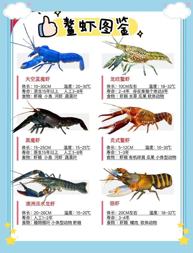 常见虾品种有哪些？-图1