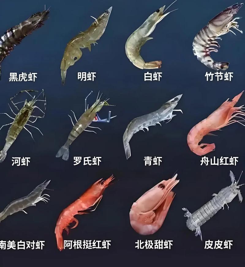 常见虾品种有哪些？-图2