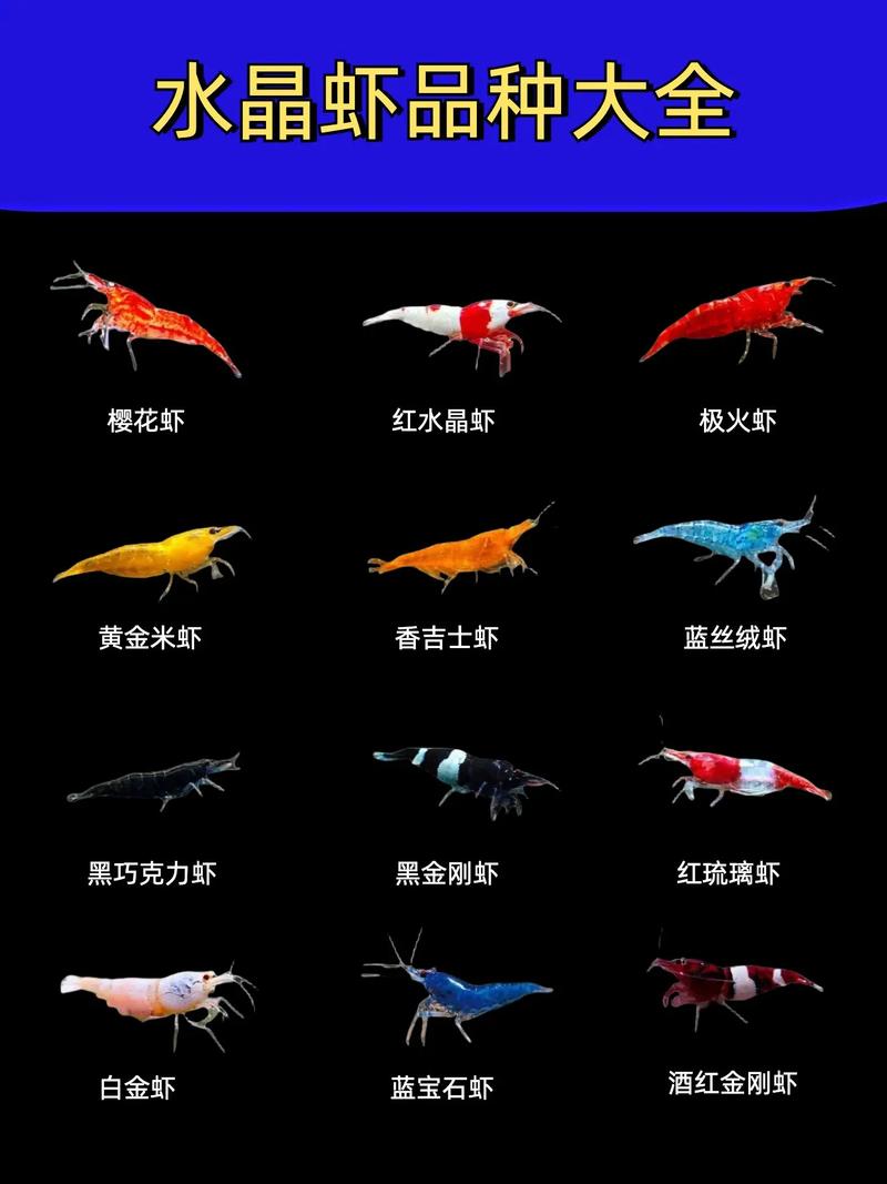 常见虾品种有哪些？-图3