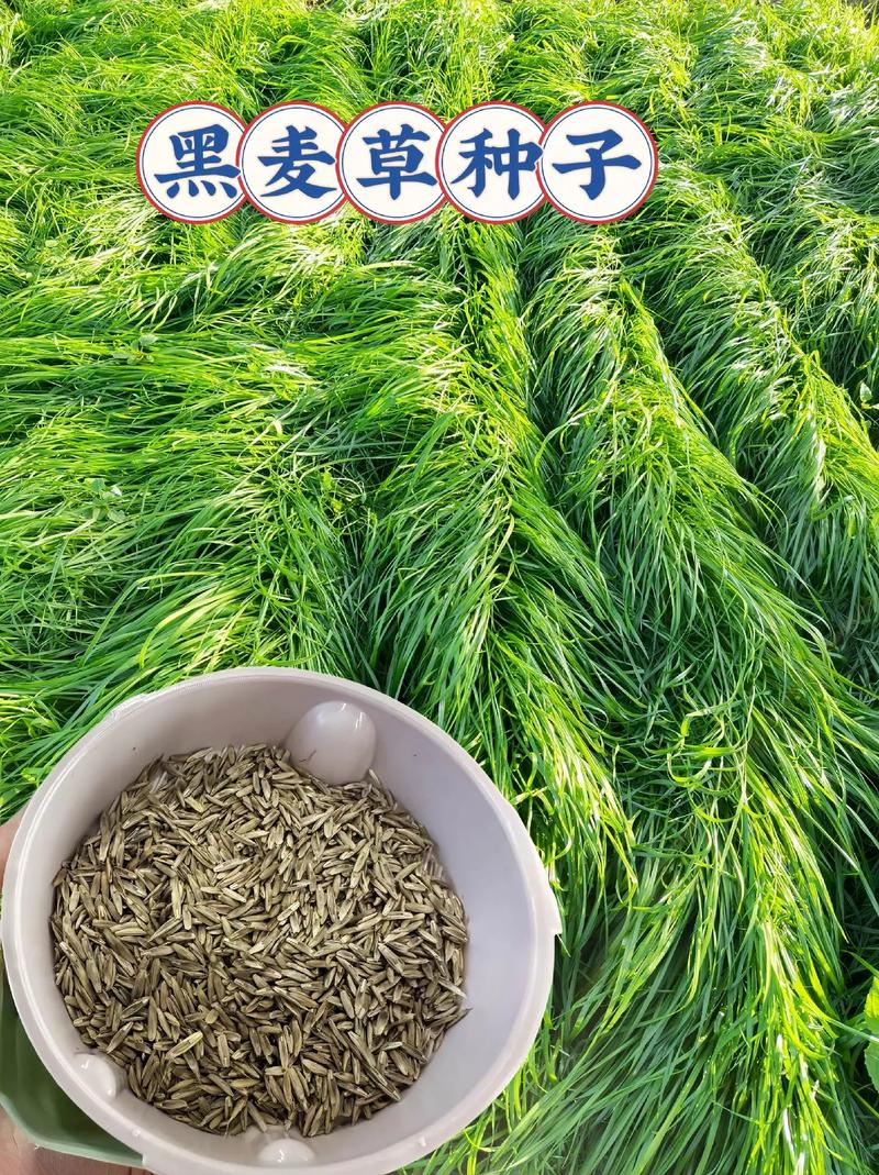 黑麦草高产种植技术-图1